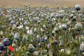 Champs d'opium en Afghanistan
http://stopdrug-elites.blogspot.com/2009/03/le-pakistan-exploite-le-pavot-afghan.html