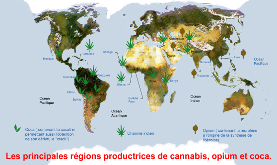 Carte des principales rgions productrices de cannabis, opium et cocane en 2004: leur nombre et  leur tendue montrent la difficult qu'ont les tats  faire face  ces trafics. http://www.museum-marseille.org/marseille_cerveau_types_drogues.htm